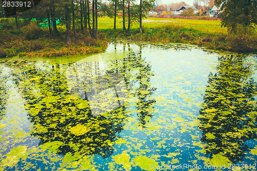 Image of Wild Bog Swamp.