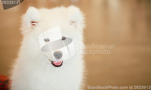 Image of White Samoyed dog puppy