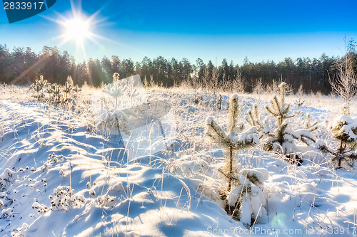 Image of winter landscape with the pine forest and sunset