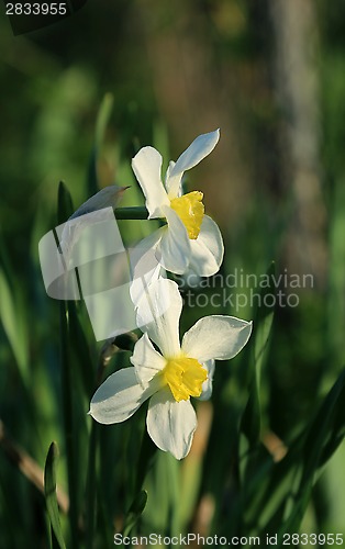 Image of Beautiful Daffodils (Narcissus)