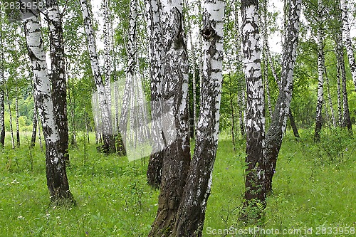 Image of Beautiful birch trees