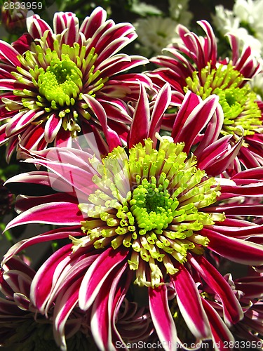 Image of Beautiful chrysanthemum