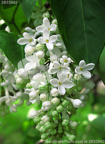 Image of Branch of white lilac