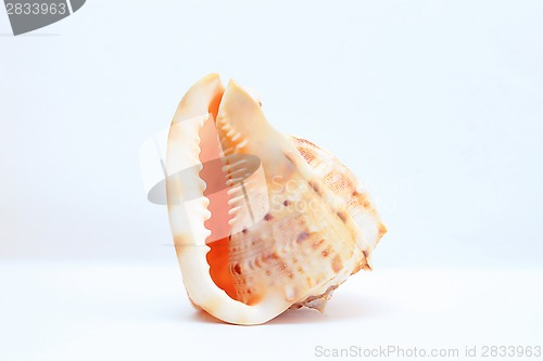 Image of Sea shell