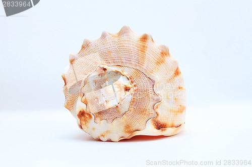 Image of Sea shell