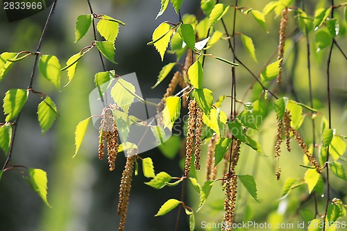 Image of Branch of a spring birch tree 