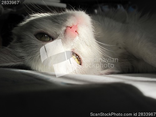 Image of White cat lying in the sun light