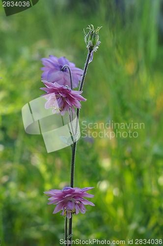 Image of Gentle flowers of a pink akvilegiya in a garden.
