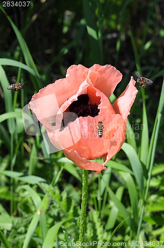 Image of Beautiful pink poppy in a garden and bees.