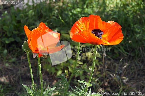 Image of Beautiful red poppies in a garden.