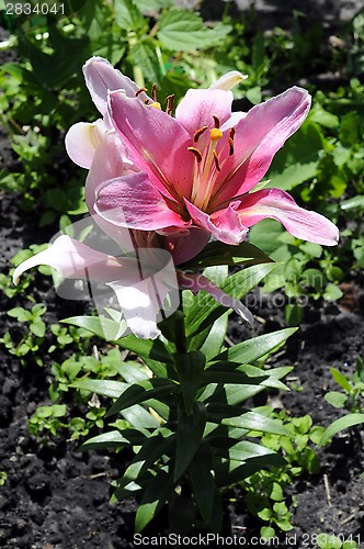 Image of Gentle flowers of a pink lily in a garden.