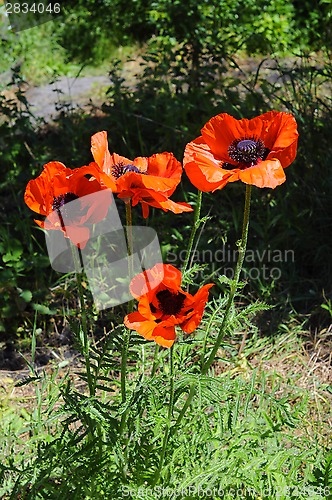 Image of Beautiful red poppies in a garden.