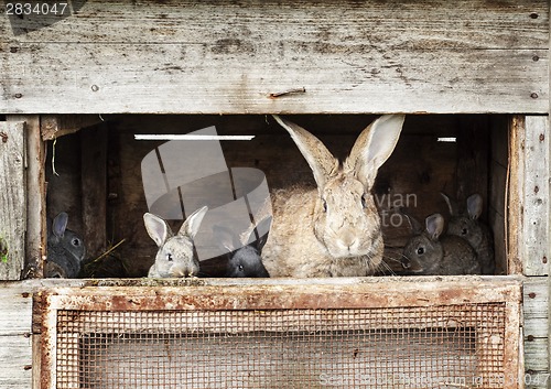 Image of Mother rabbit with newborn bunnies