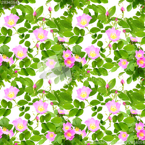Image of Seamless pattern of dog-roses flowers