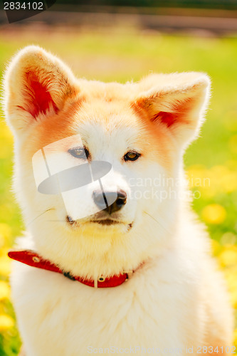 Image of Akita Dog (Akita Inu, Japanese Akita)