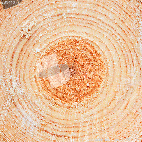 Image of Annual rings on sawn pine tree timber wood 