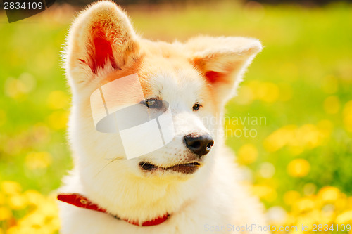 Image of Akita Dog (Akita Inu, Japanese Akita)