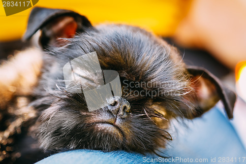 Image of Black Dog Griffon Bruxellois (Brussels, Belge)