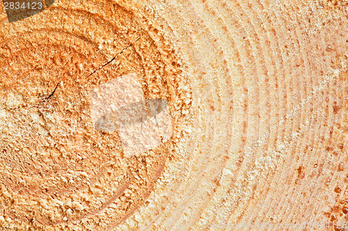 Image of Annual rings on sawn pine tree wood