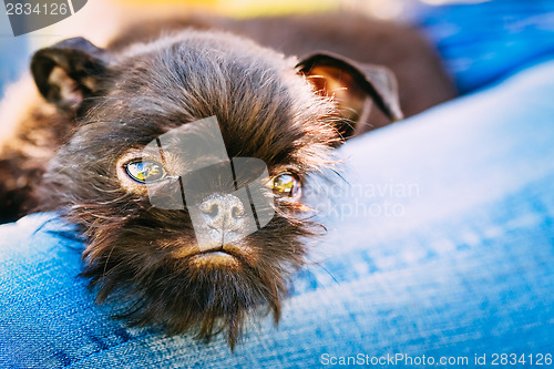 Image of Black Dog Griffon Bruxellois (Brussels, Belge)