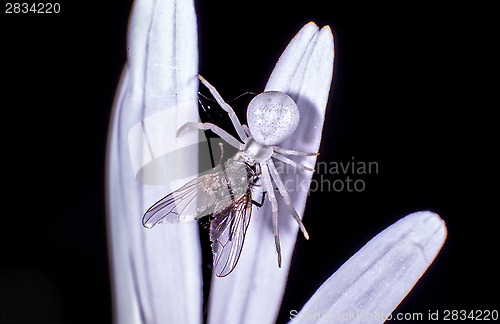 Image of Flower crab spider