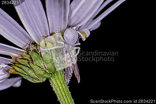 Image of Flower crab spider