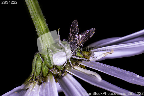 Image of Flower crab spider