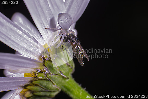 Image of Flower crab spider