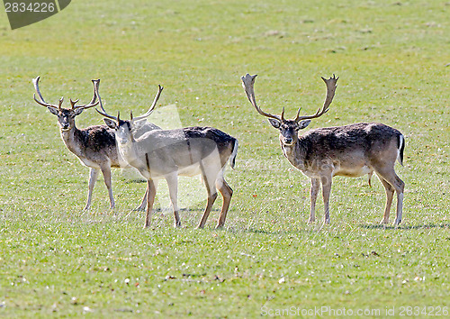 Image of Fallow deers