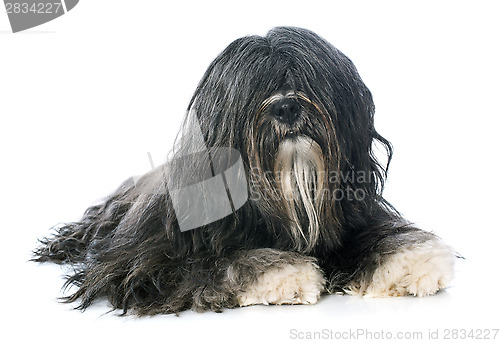 Image of Tibetan terrier
