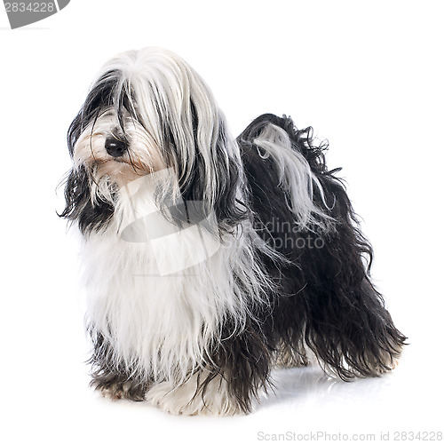 Image of Tibetan terrier