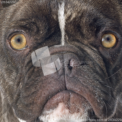 Image of french bulldog 