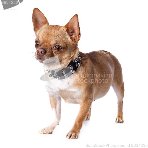 Image of chihuahua