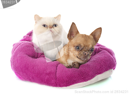 Image of exotic shorthair cat and chihuahua