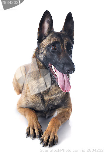 Image of malinois