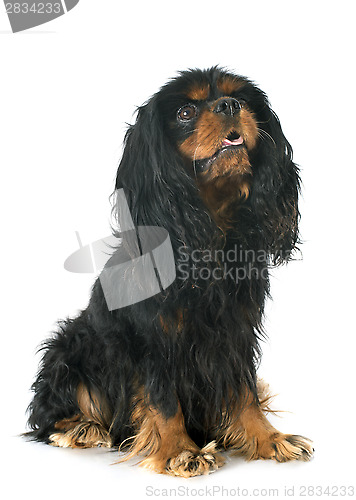 Image of cavalier king charles