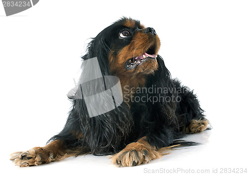Image of cavalier king charles