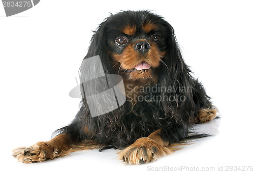 Image of cavalier king charles