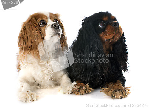 Image of two cavalier king charles