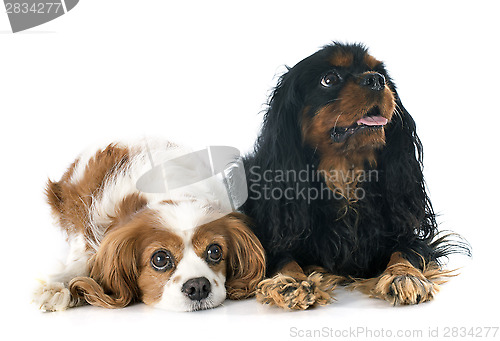 Image of two cavalier king charles