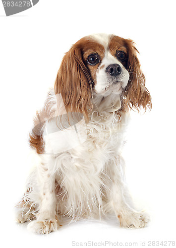 Image of cavalier king charles