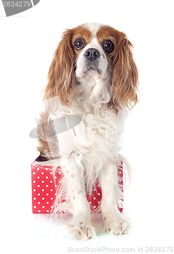 Image of cavalier king charles