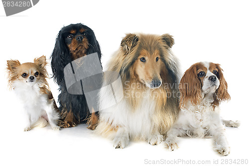 Image of cavalier king charles and collie