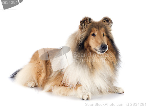 Image of rough collie