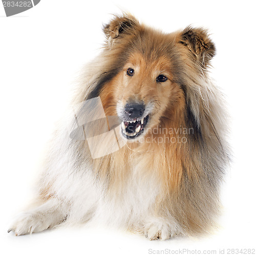 Image of rough collie