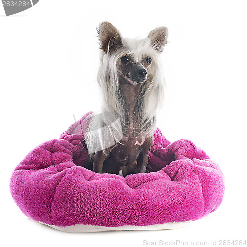 Image of Chinese Crested Dog