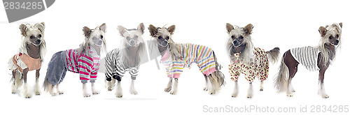 Image of dressed Chinese Crested Dogs