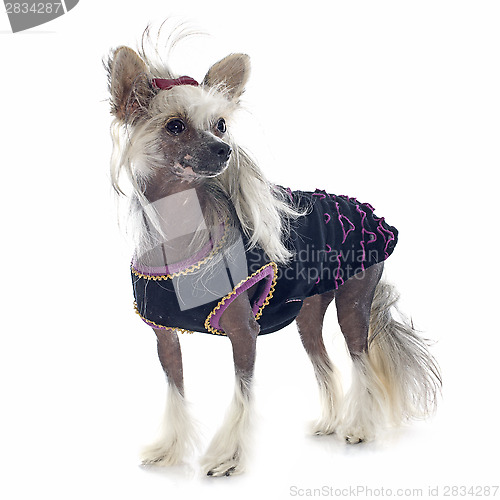 Image of dressed Chinese Crested Dog