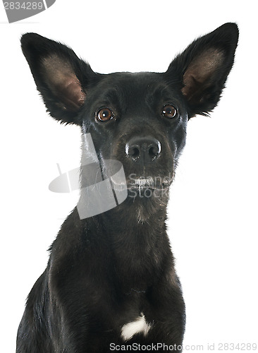 Image of peruvian dog