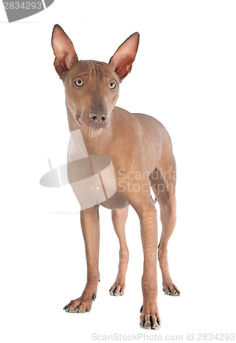 Image of peruvian dog